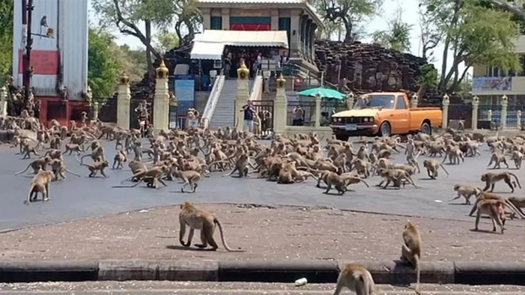 Caos simiesco en la&nbsp;montaña
