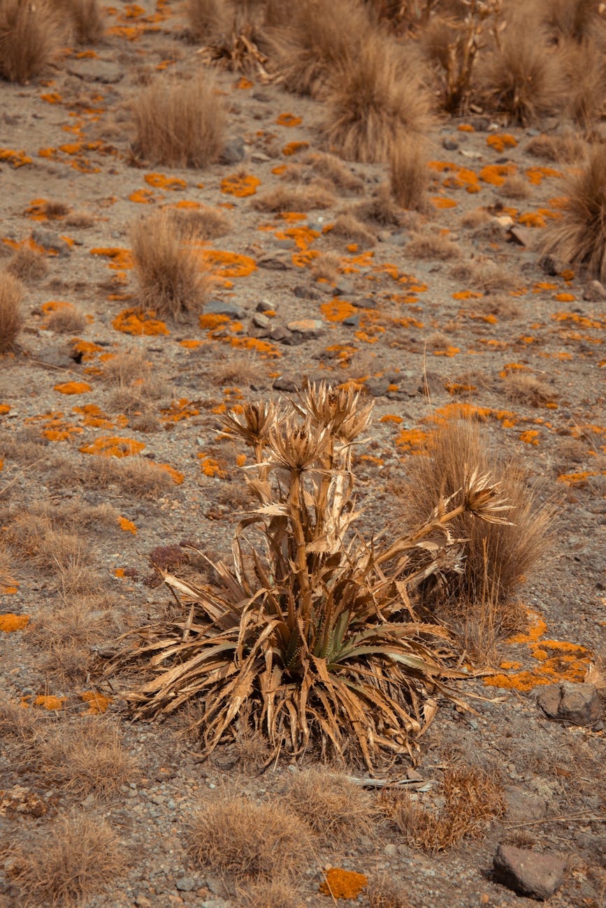 Chubut, Santa Cruz y Mendoza reciben declaración de emergencia&nbsp;agropecuaria