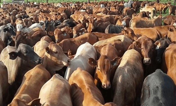 Récord en el campo: la exportación de carne ingresó USD 1.765 millones tras crecer un 46% en valor