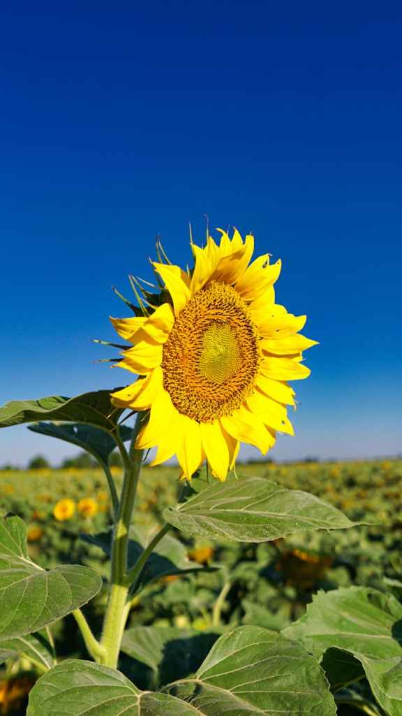 Hibridos de girasol: Zeta Semillas impulsa expansion con genetica&nbsp;mejorada