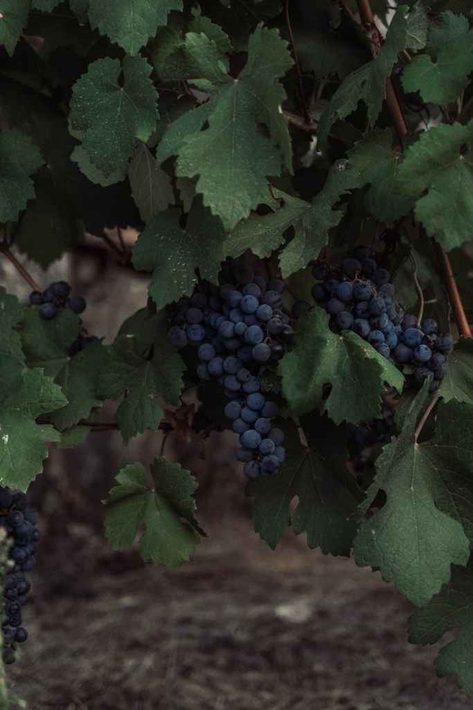 Diez años de Mercado de Bodegas: la feria enológica ya es&nbsp;tradición