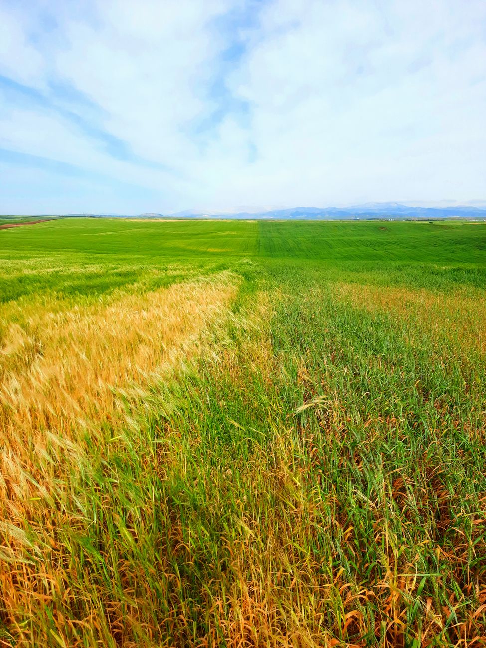 Superar las falsas disyuntivas en la agricultura nacional
