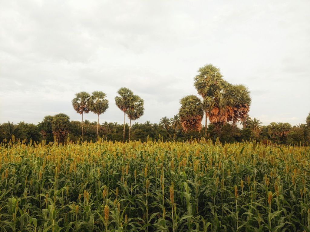 El sorgo argentino mejora geneticamente pero pierde rendimiento