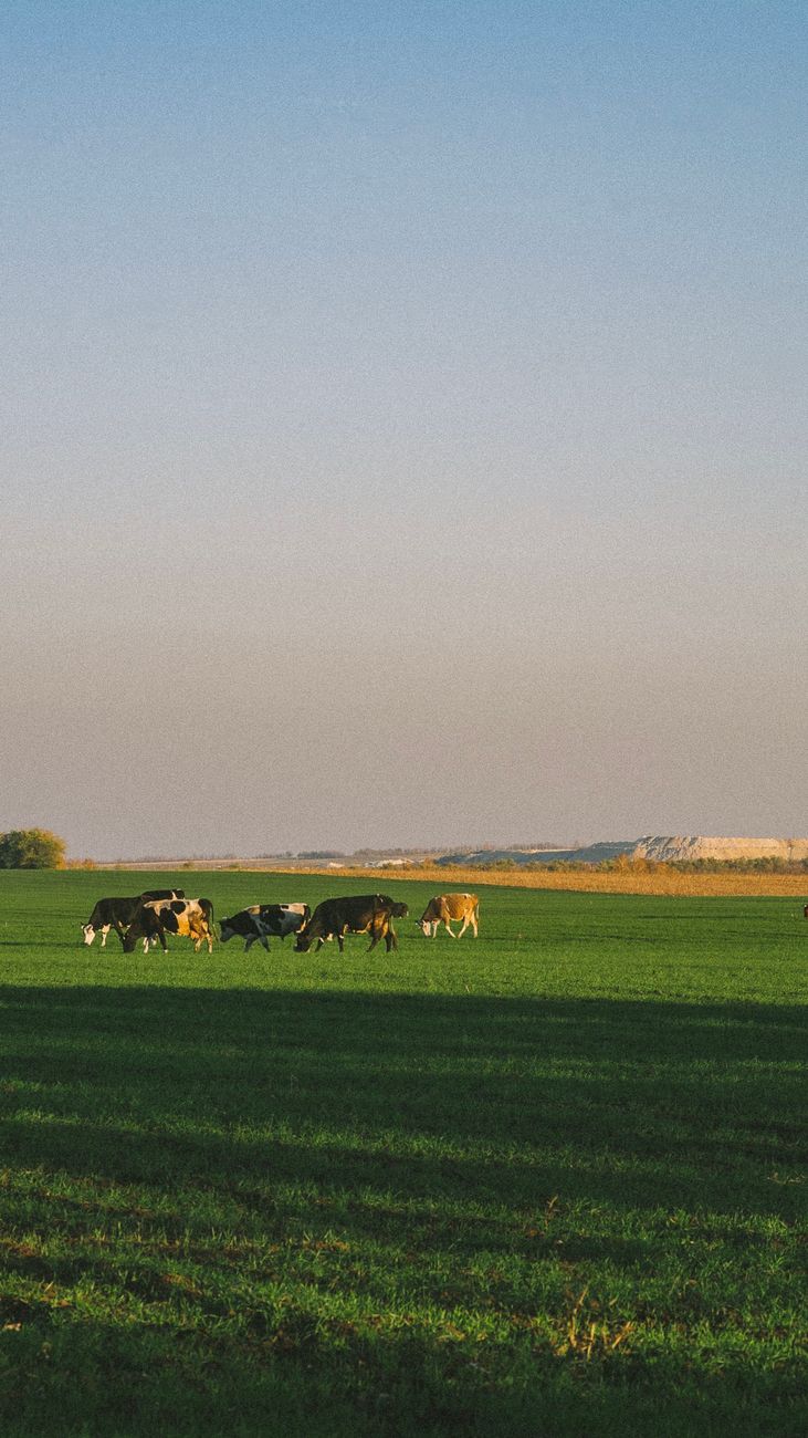 Crecida del Paraná obliga a sacar miles de vacunos de islas&nbsp;productivas