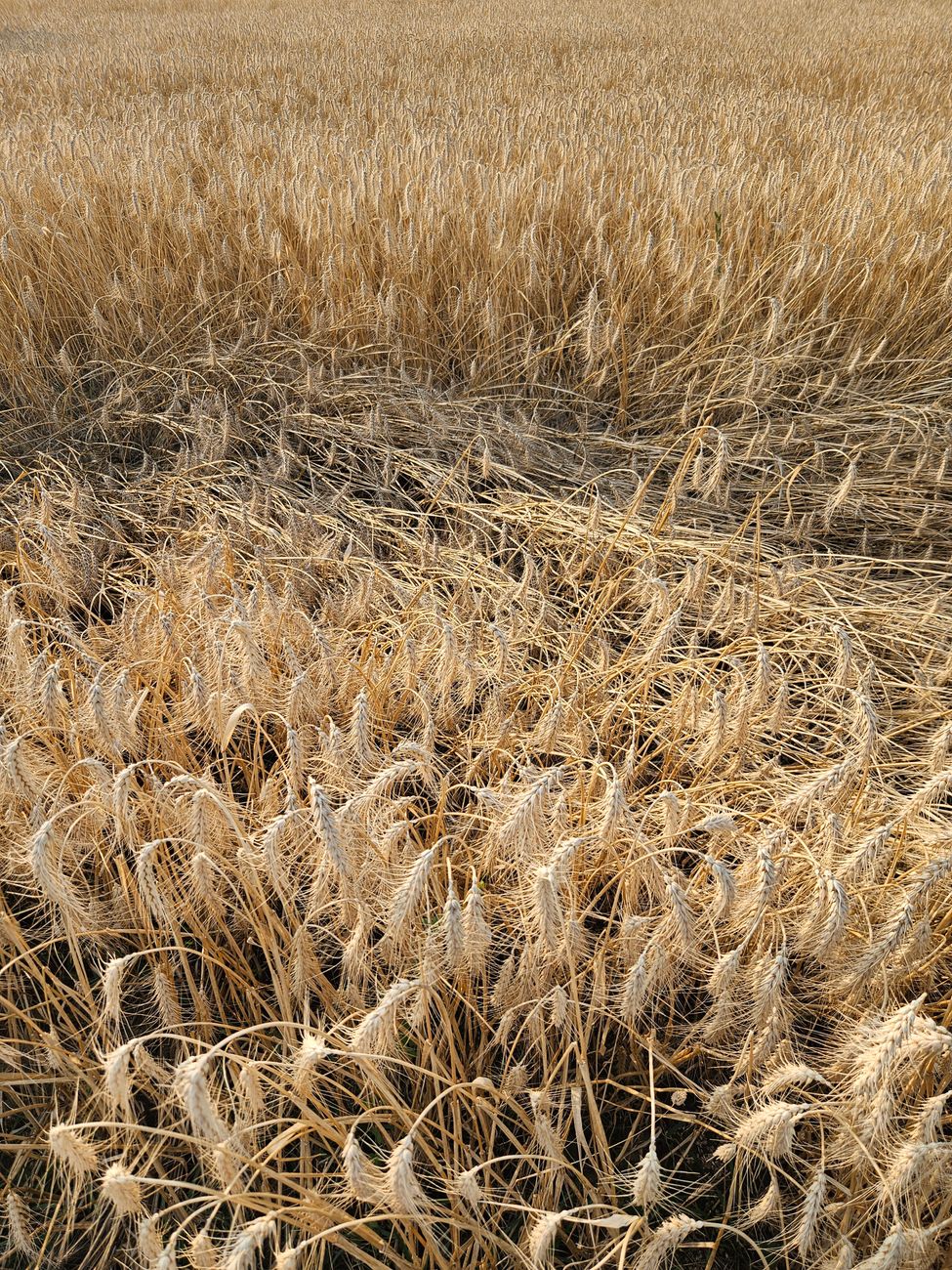 Productores trigueros enfrentan heladas y patógenos en cosecha crítica